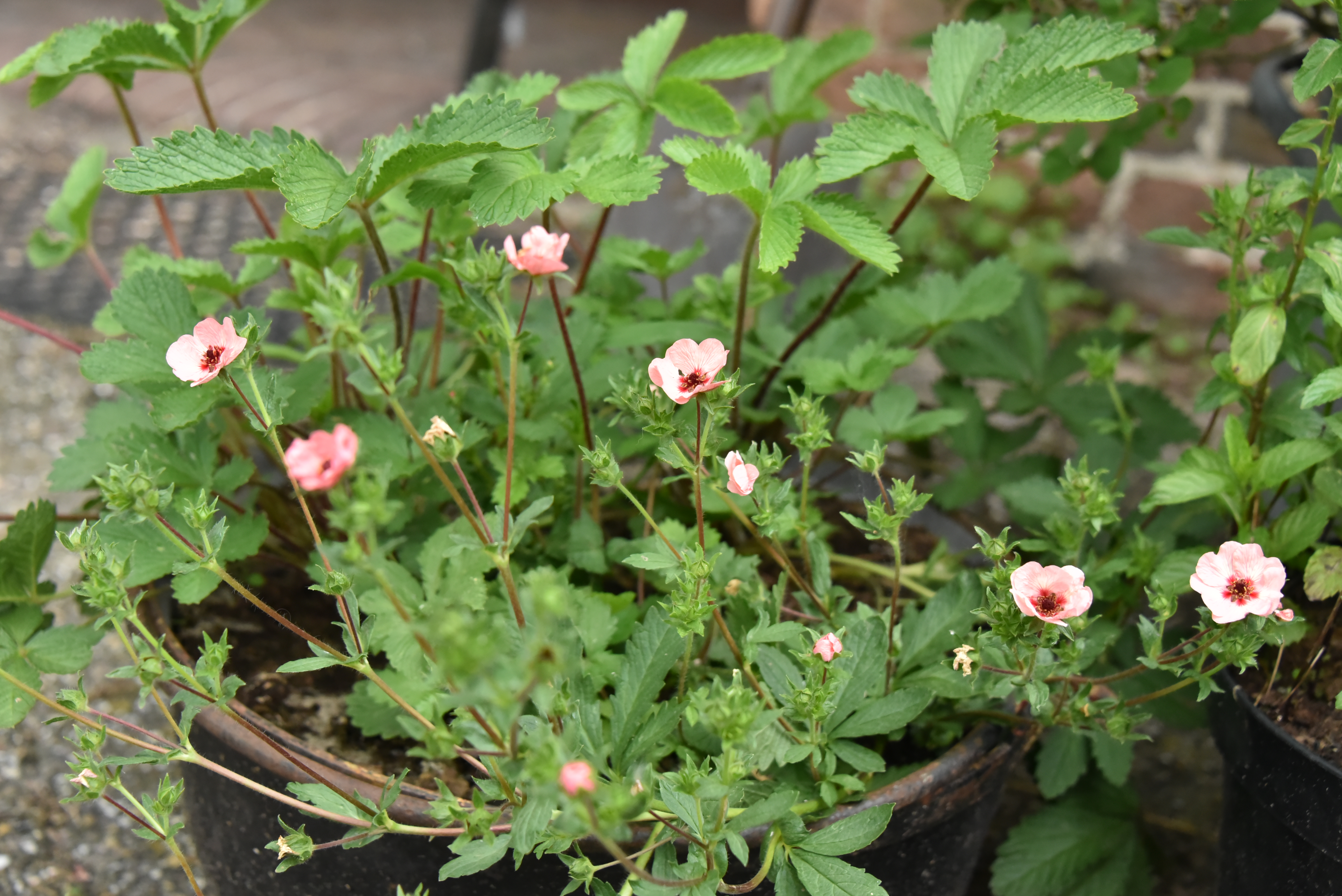 Potentilla x hopwoodiana bestellen